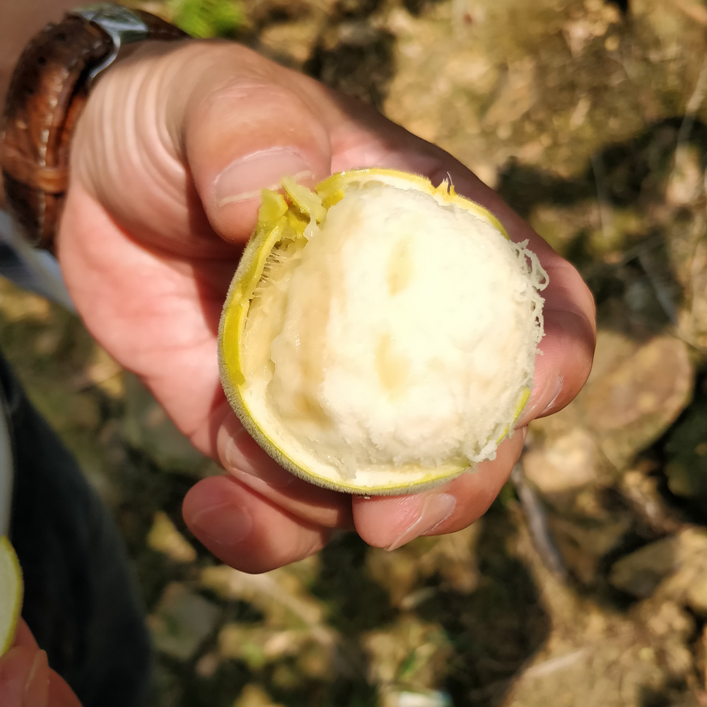 Golden Monk Fruit is sweeter but still to bitter to eat